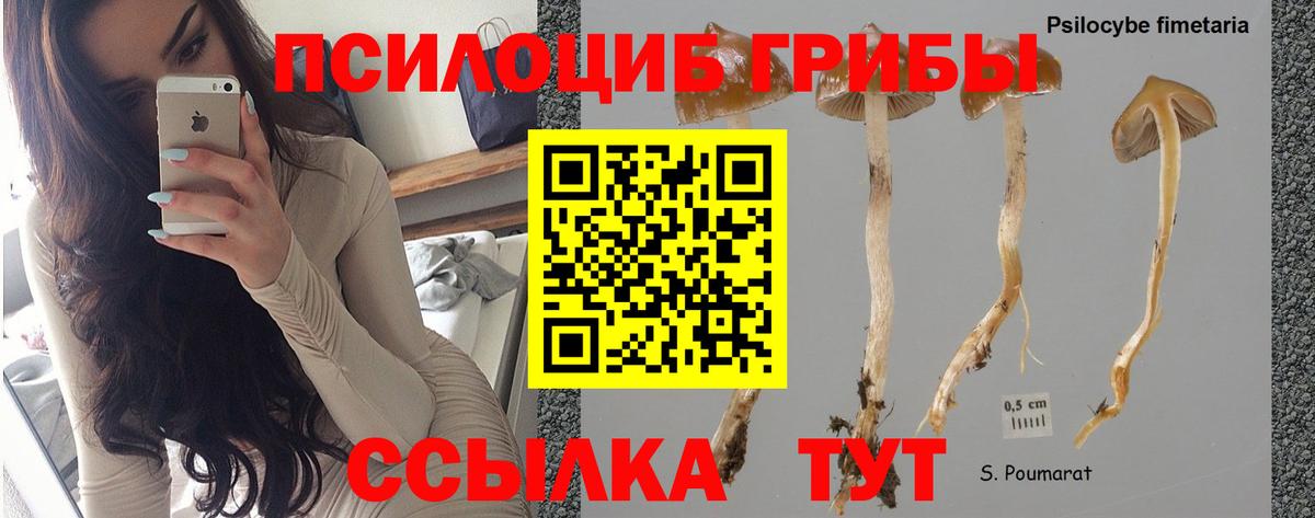 Псилоцибиновые грибы мухоморы Унеча
